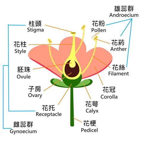 樹的部位名稱|【樹的部位名稱】樹的部位名稱大公開：入門認識盆景樹與植物全。